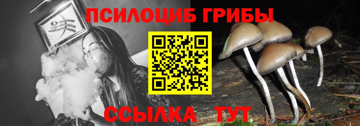 Галлюциногенные грибы Psilocybe Тихорецк